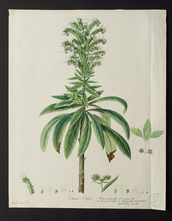 Echium bifrons @ Université de Montpellier - Yannick Fourié