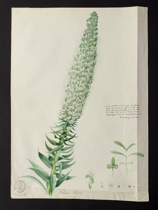 Echium bienne @ Université de Montpellier - Yannick Fourié