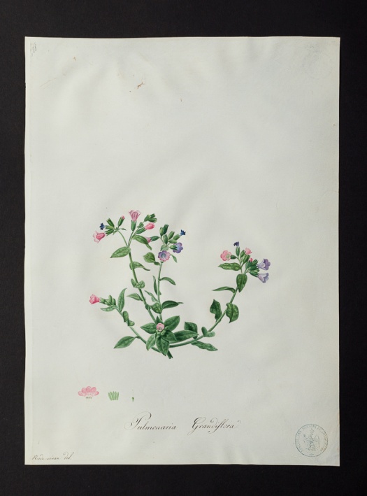 Pulmonaria grandiflora @ Université de Montpellier - Yannick Fourié