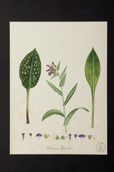 Pulmonaria officinalis @ Université de Montpellier - Yannick Fourié