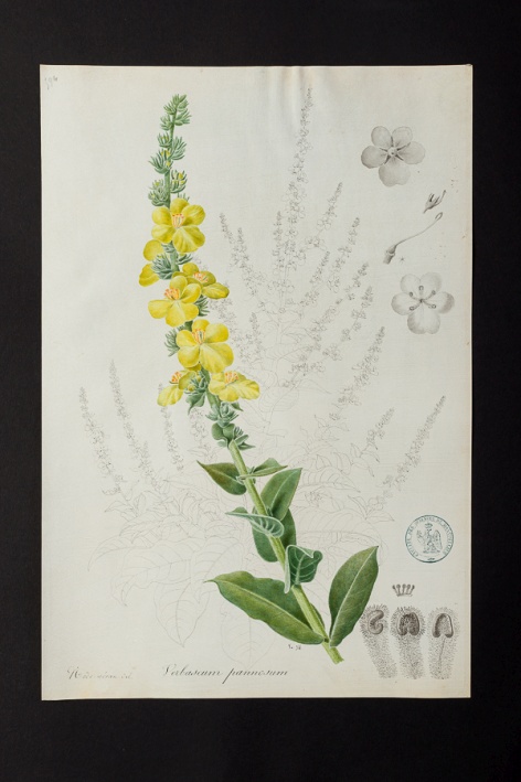 Verbascum pannosum @ Université de Montpellier - Yannick Fourié