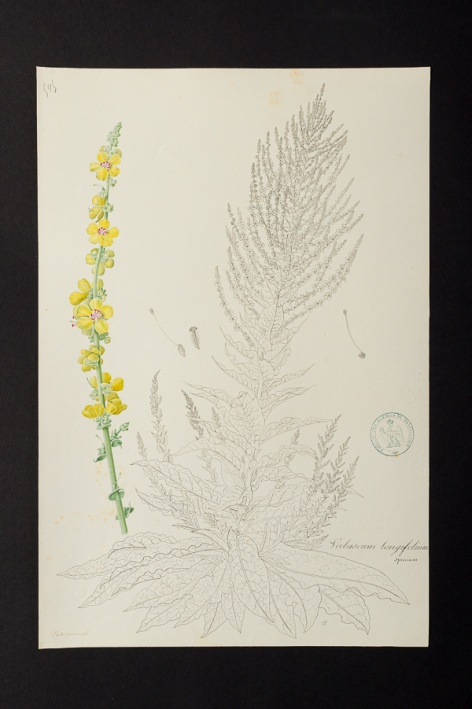 Verbascum longifolium spurium @ Université de Montpellier - Yannick Fourié