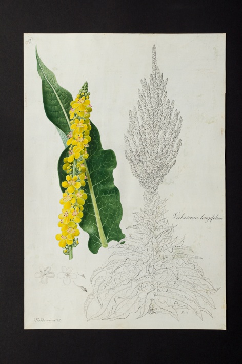 Verbascum longifolium @ Université de Montpellier - Yannick Fourié