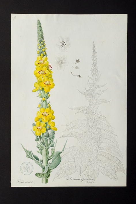 Verbascum speciosum @ Université de Montpellier - Yannick Fourié