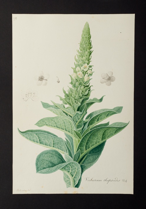 Verbascum thapsoides @ Université de Montpellier - Yannick Fourié