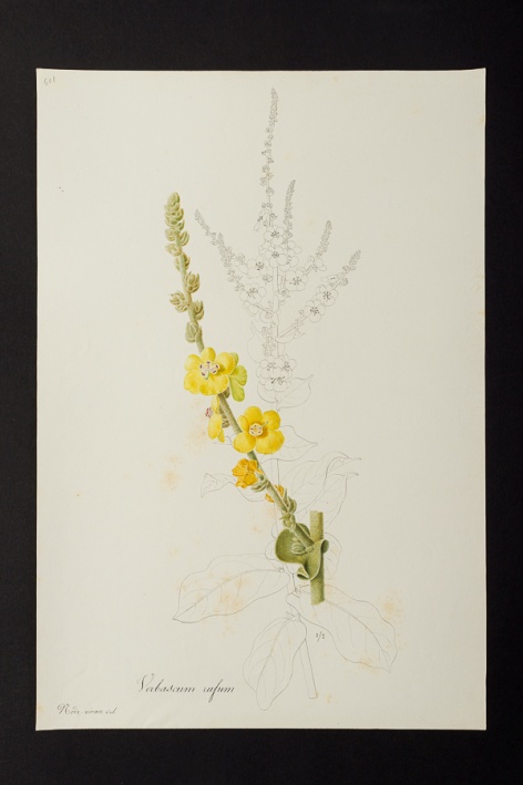 Verbascum rufum @ Université de Montpellier - Yannick Fourié