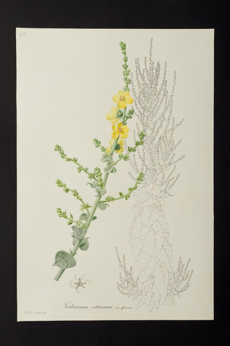 Verbascum cotoneum var. glaucum @ Université de Montpellier - Yannick Fourié