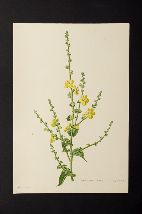 Verbascum cotoneum var. rufescens @ Université de Montpellier - Yannick Fourié