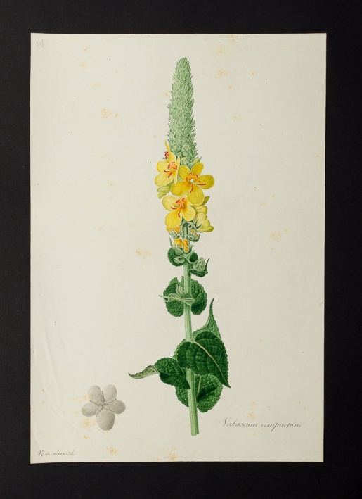 Verbascum compactum @ Université de Montpellier - Yannick Fourié