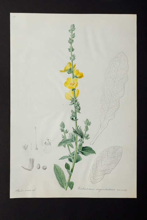 Verbascum argentatum @ Université de Montpellier - Yannick Fourié