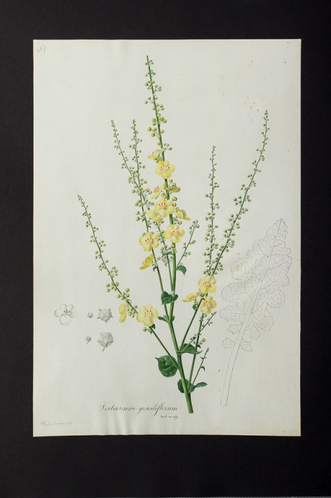 Verbascum graciliflorum @ Université de Montpellier - Yannick Fourié