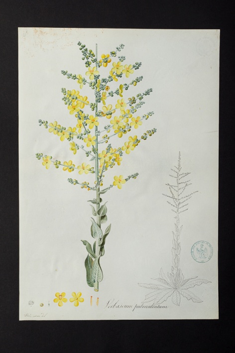 Verbascum pulverulentum @ Université de Montpellier - Yannick Fourié