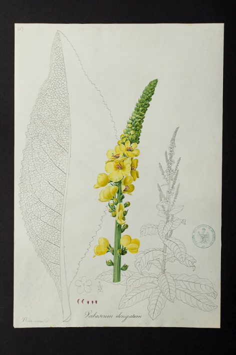 Verbascum elongatum @ Université de Montpellier - Yannick Fourié