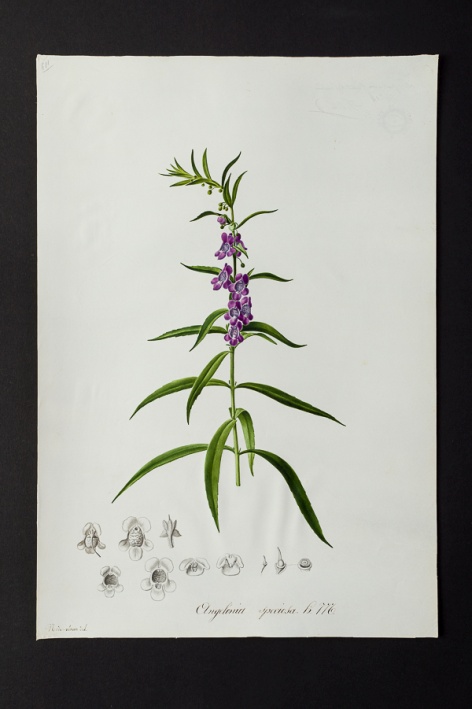 Angelonia speciosa @ Université de Montpellier - Yannick Fourié