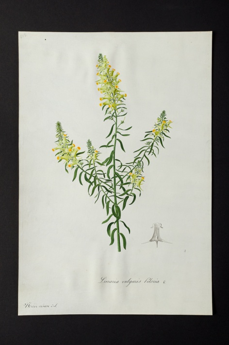 Linaria vulgaris @ Université de Montpellier - Yannick Fourié