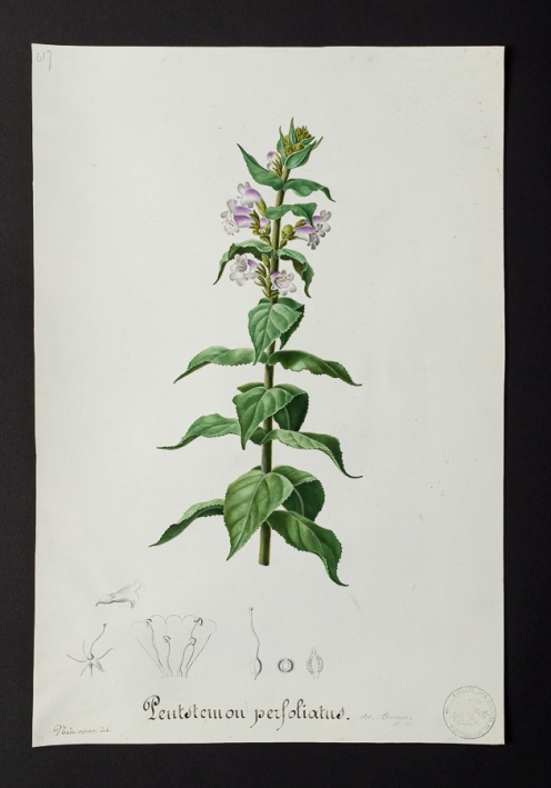 Pentstemon perfoliatus @ Université de Montpellier - Yannick Fourié