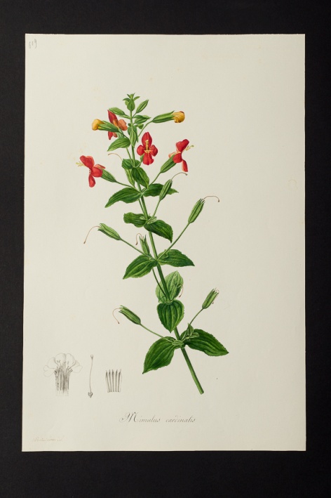 Mimulus cardinalis @ Université de Montpellier - Yannick Fourié