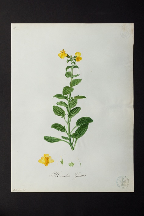 Mimulus guttatus @ Université de Montpellier - Yannick Fourié