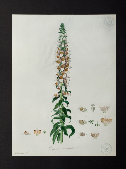 Digitalis orientalis @ Université de Montpellier - Yannick Fourié