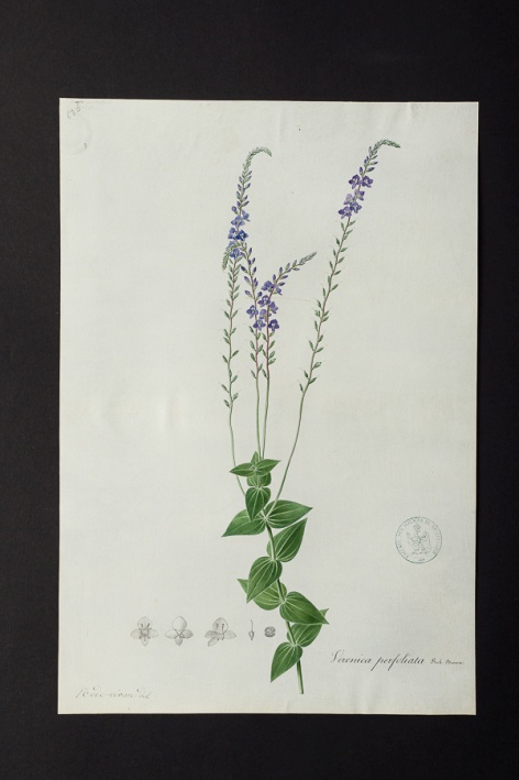 Veronica perfoliata @ Université de Montpellier - Yannick Fourié