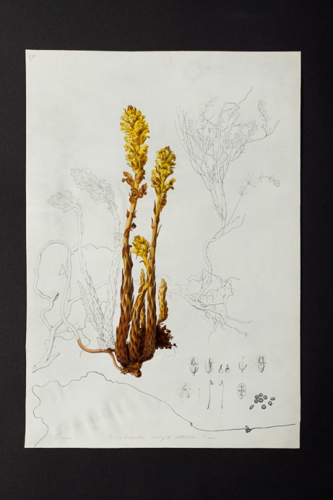 Orobanche virga aurea @ Université de Montpellier - Yannick Fourié