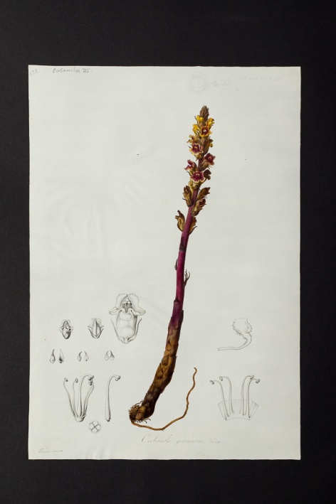 Orobanche graminum @ Université de Montpellier - Yannick Fourié