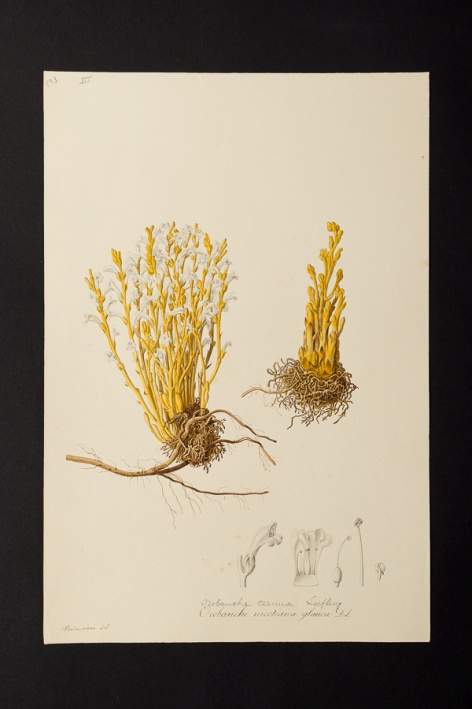 Orobanche nicotianae glaucae @ Université de Montpellier - Yannick Fourié