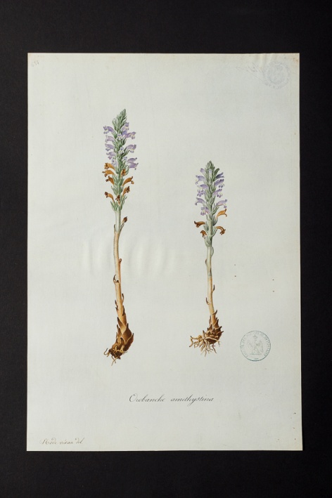 Orobanche amethystina @ Université de Montpellier - Yannick Fourié