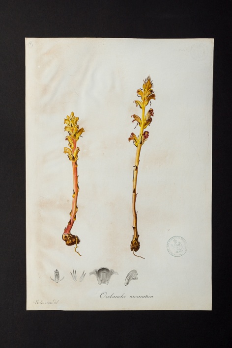 Orobanche aromatica @ Université de Montpellier - Yannick Fourié