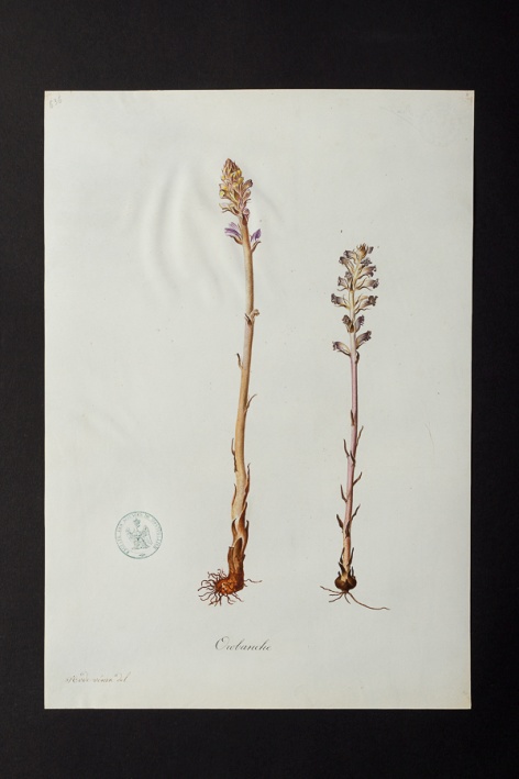 Orobanche sp. @ Université de Montpellier - Yannick Fourié