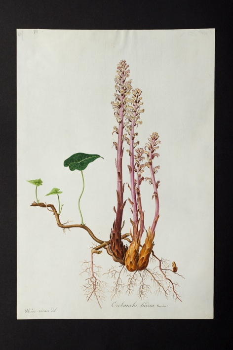 Orobanche hederae @ Université de Montpellier - Yannick Fourié