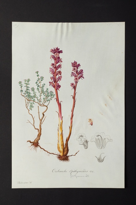 Orobanche epithymoides @ Université de Montpellier - Yannick Fourié