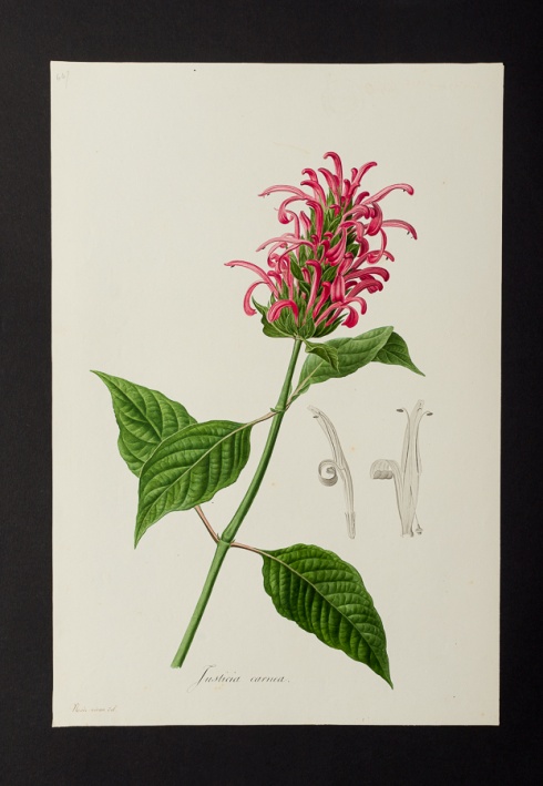 Justicia carnea @ Université de Montpellier - Yannick Fourié