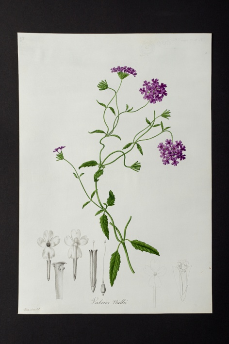 Verbena niellii @ Université de Montpellier - Yannick Fourié