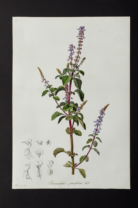 Plectranthus parviflorus @ Université de Montpellier - Yannick Fourié