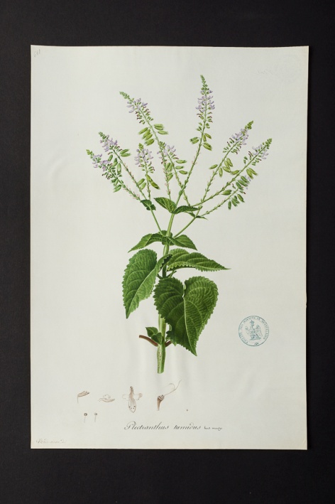 Plectranthus tumidus @ Université de Montpellier - Yannick Fourié