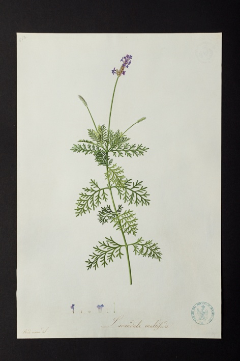 Lavandula multifida @ Université de Montpellier - Yannick Fourié