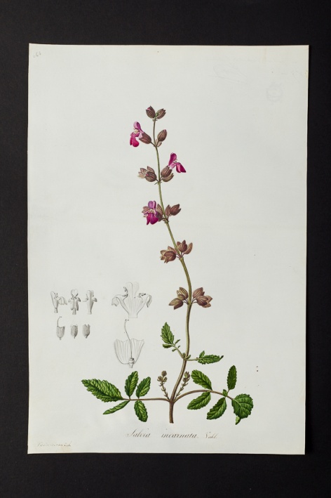 Salvia incarnata @ Université de Montpellier - Yannick Fourié