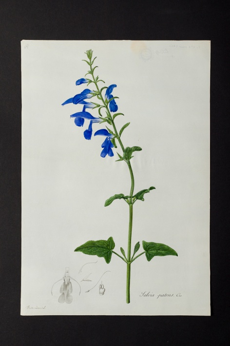 Salvia patens @ Université de Montpellier - Yannick Fourié