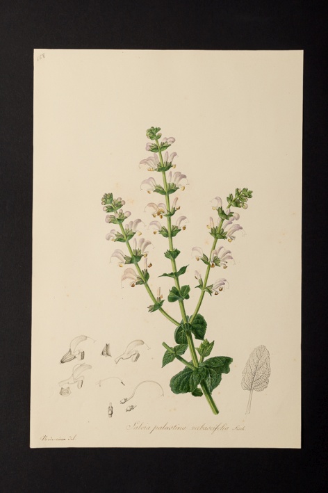 Salvia palaestina verbascifolia @ Université de Montpellier - Yannick Fourié