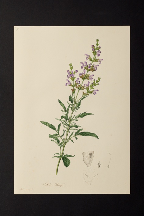 Salvia etlingii @ Université de Montpellier - Yannick Fourié