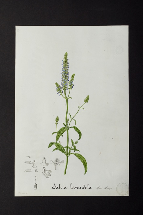 Salvia lavandula @ Université de Montpellier - Yannick Fourié