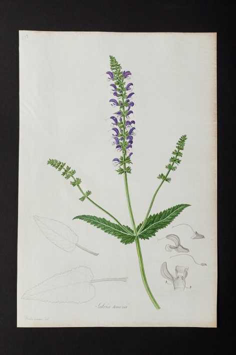 Salvia tenorei @ Université de Montpellier - Yannick Fourié