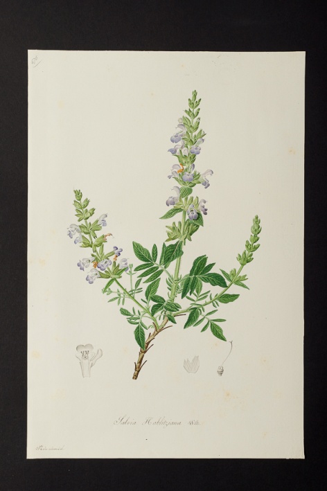 Salvia hablitziana @ Université de Montpellier - Yannick Fourié