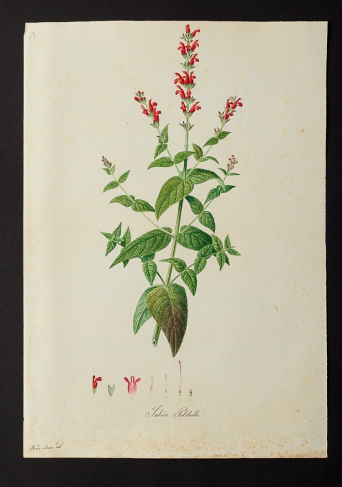 Salvia pulchella @ Université de Montpellier - Yannick Fourié