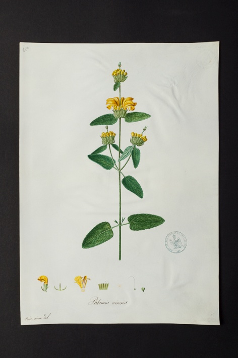 Phlomis virens @ Université de Montpellier - Yannick Fourié