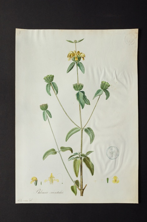 Phlomis orientalis @ Université de Montpellier - Yannick Fourié