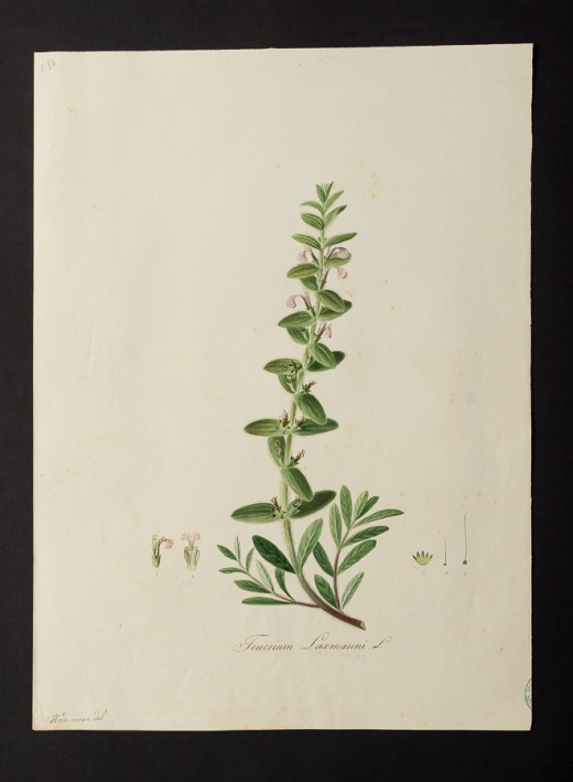 Teucrium laxmanni @ Université de Montpellier - Yannick Fourié