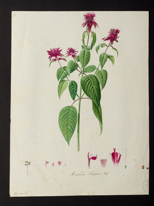 Monarda purpurea @ Université de Montpellier - Yannick Fourié