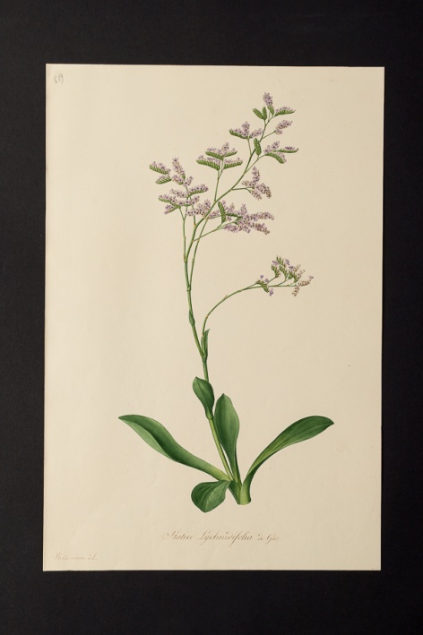 Statice lychnidifolia @ Université de Montpellier - Yannick Fourié